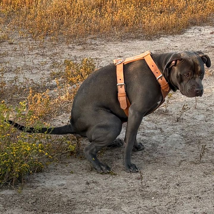 Pitbull Zeus