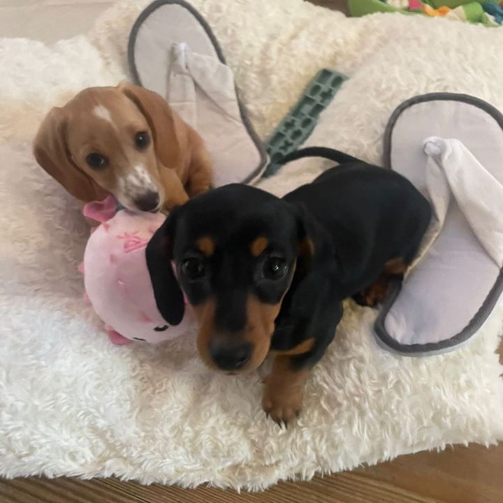 TheTwinSausages 🐶