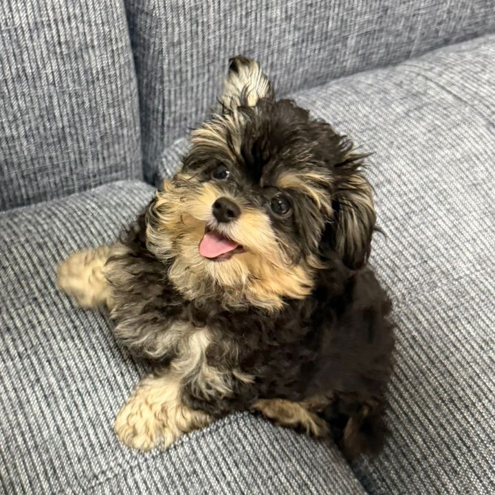 ぽてまる🤨漢ちわぷー