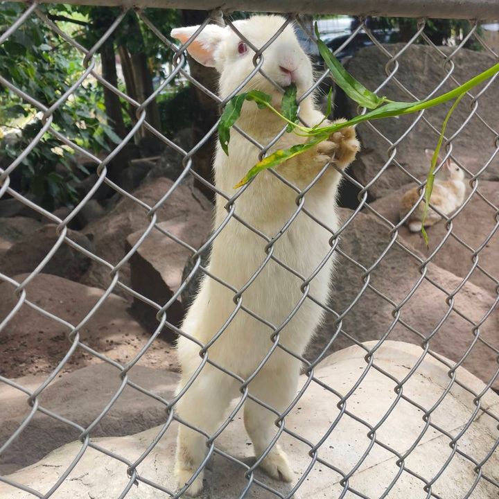 ป้ายยาสกุชชี่
