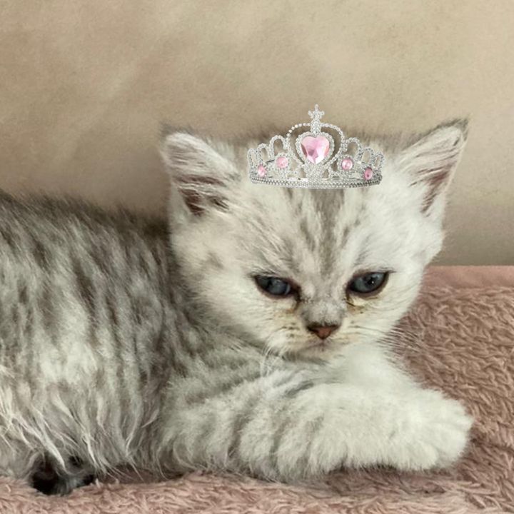 princess dotty