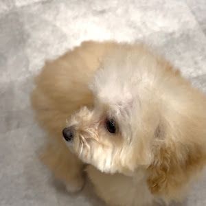 こよとぼくと