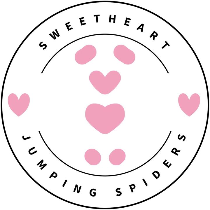 Sweetheart Jumping Spiders