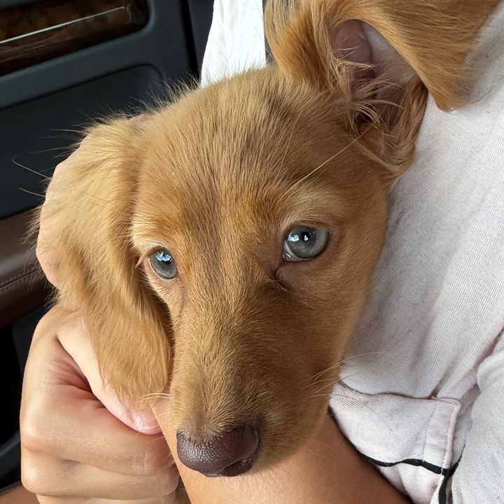 Lottie The Doxie