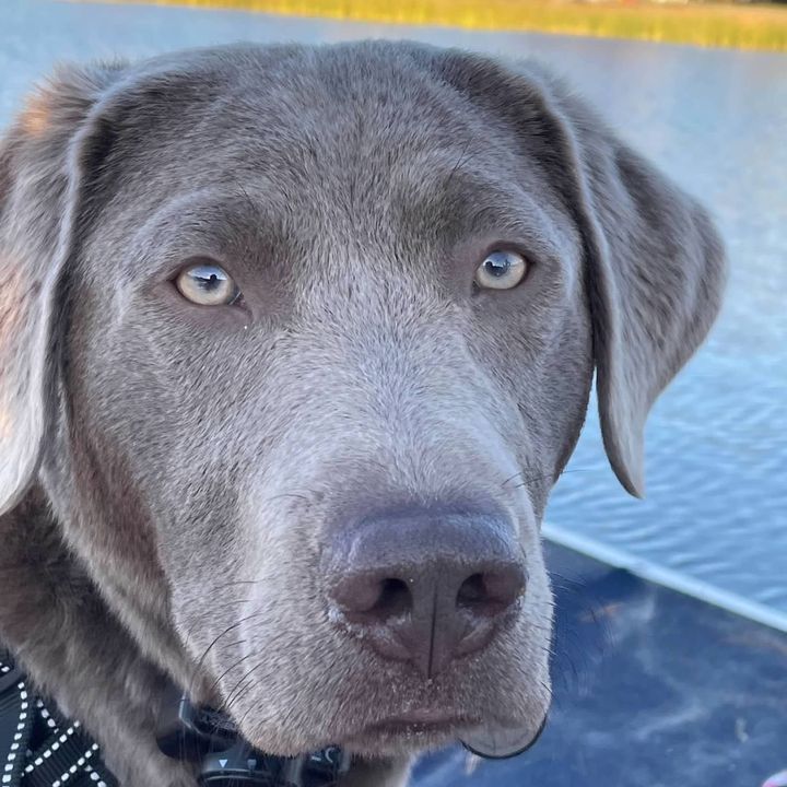 Sully