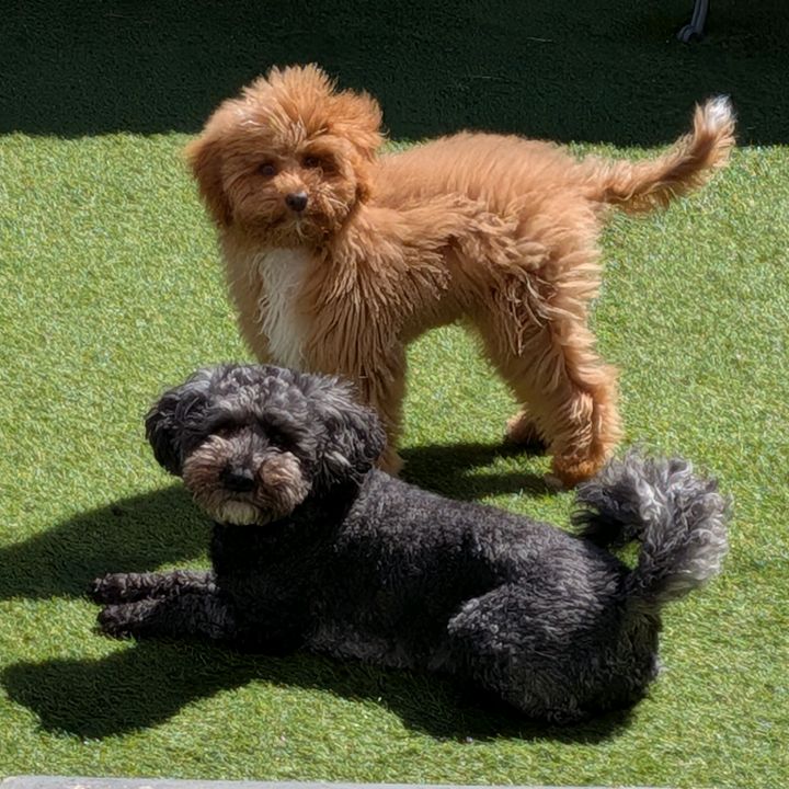 Daisy&Cooper