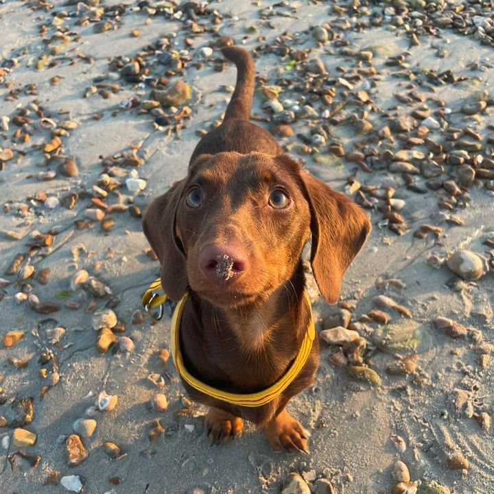 Knoxsy the sausage 🐾