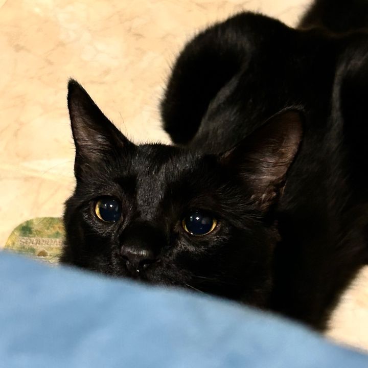 Loki — O gato pretinho