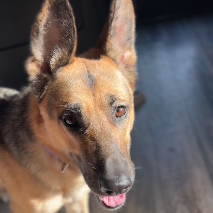 Roxi