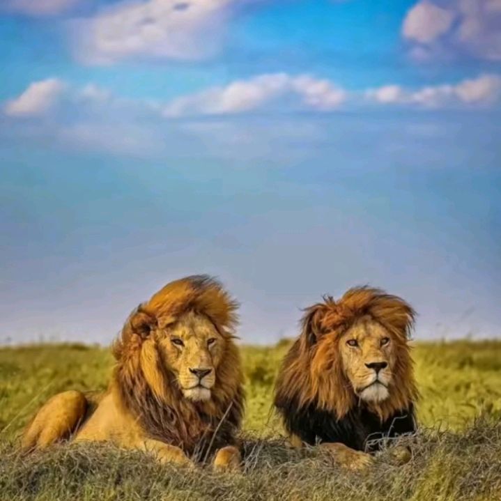 ༺ کوچنی ماسترغم