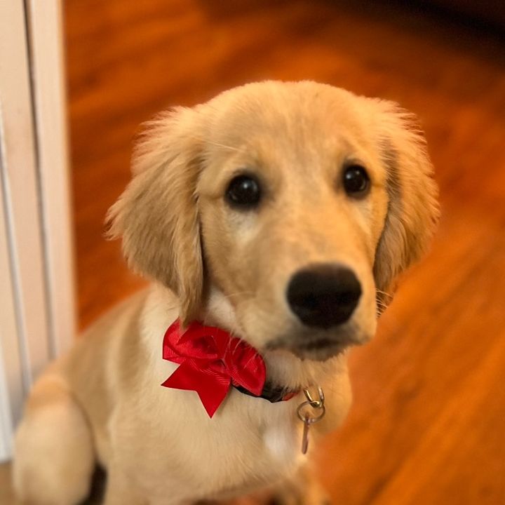 Holly the Golden Girl