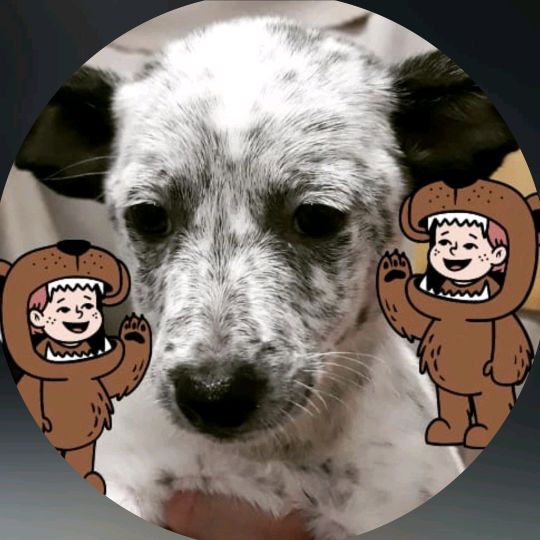 AMOR DE MASCOTES