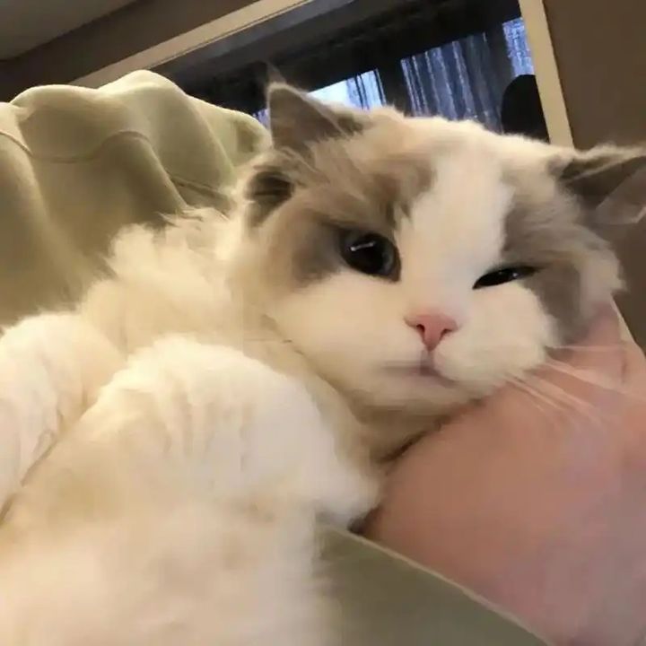 MamakCatMy