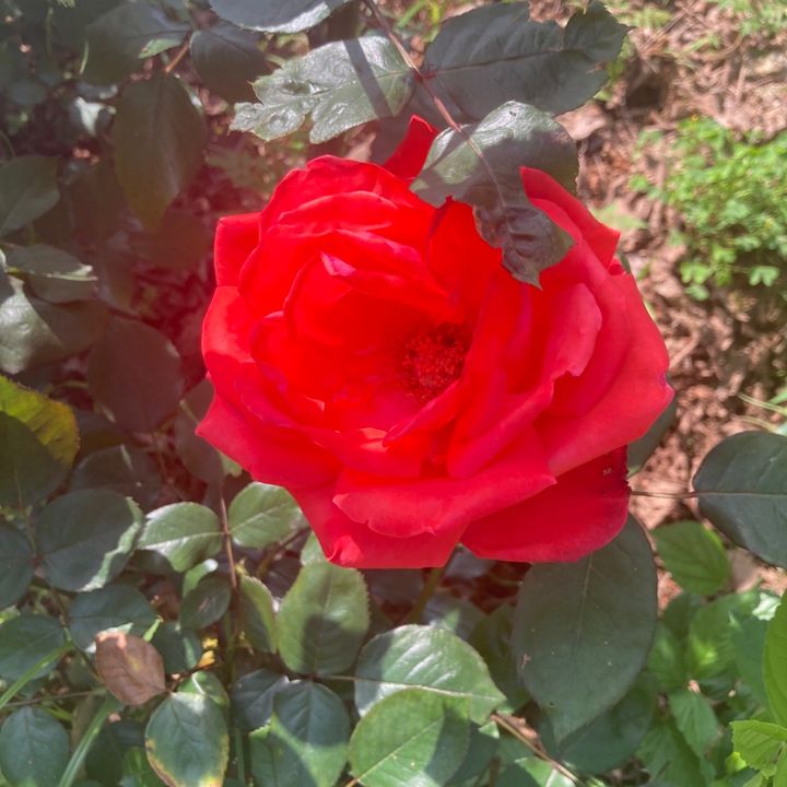 Sagor Khan