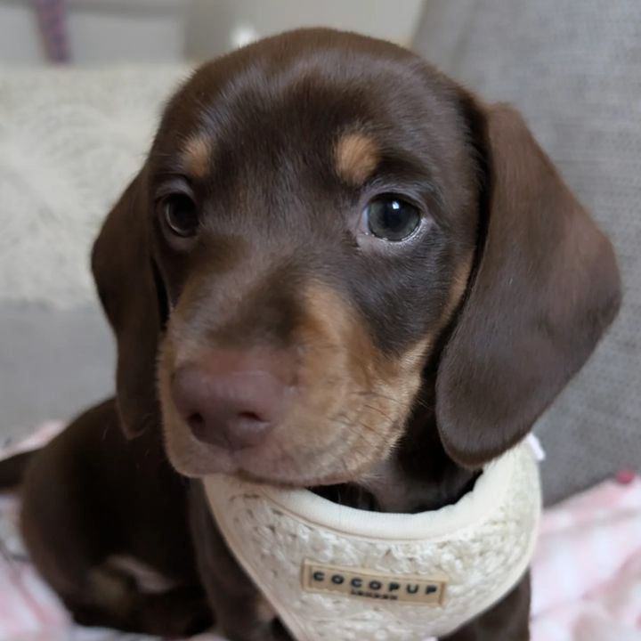 willow the dachsy. 🐕