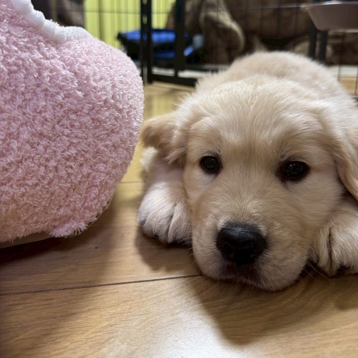 もっち