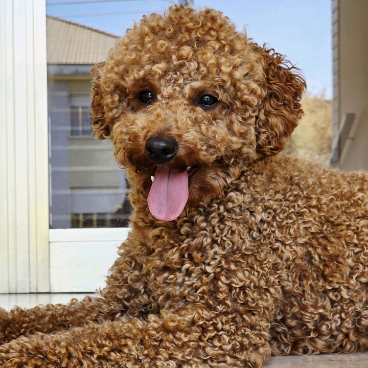 Rex