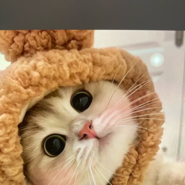 dioedllwl