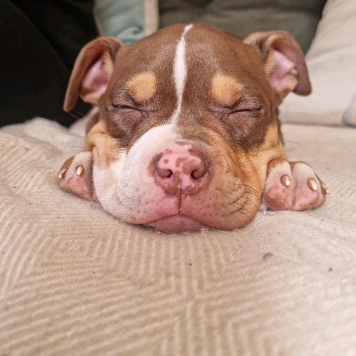 Nala