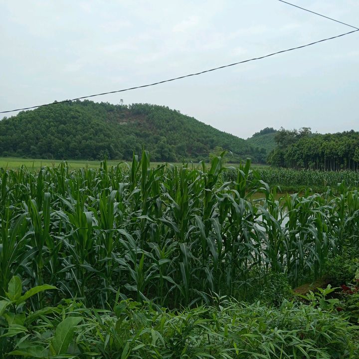 HaiDang