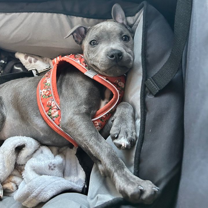 Brehat_the_blue_staffy