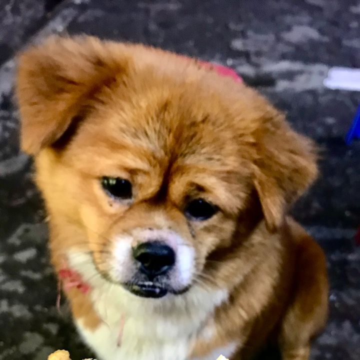 Bơ Tạp Hoá
