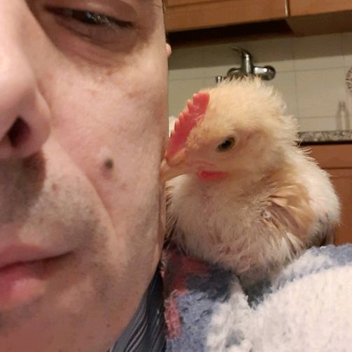 Alvarino 🐓