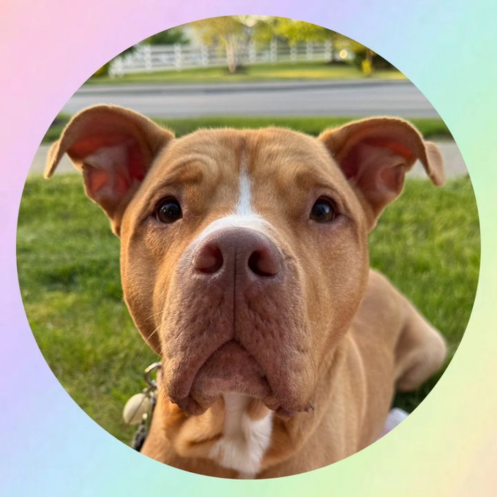 ArchieThePibble