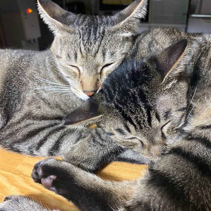 ツキとタイ🐱