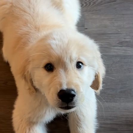 jasper