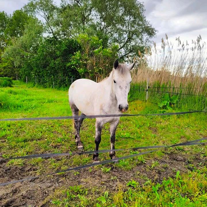 balade_cheval