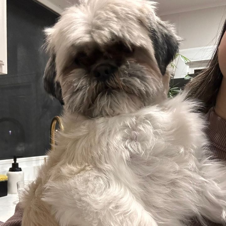 Cookie the Famous Shih tzhu