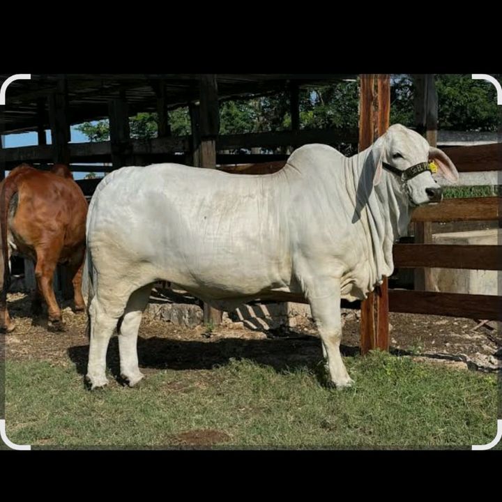 Rancho Napoles ec