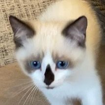 isadora.the.cat