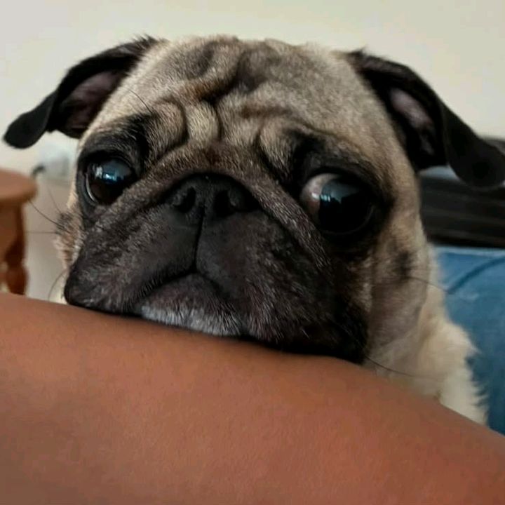 Pitaya Achadinhos Pet 🐾