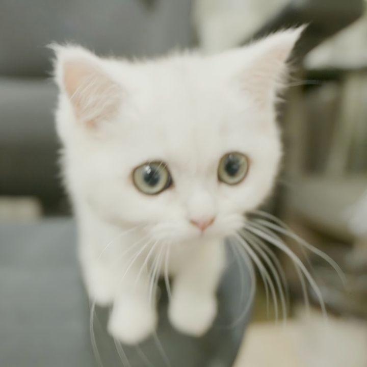 KikiCat