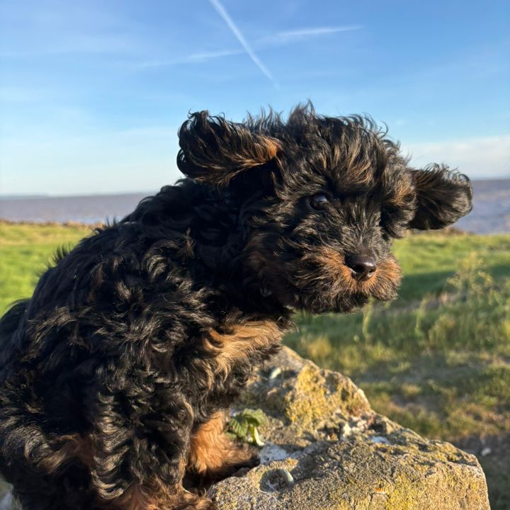 Rolo