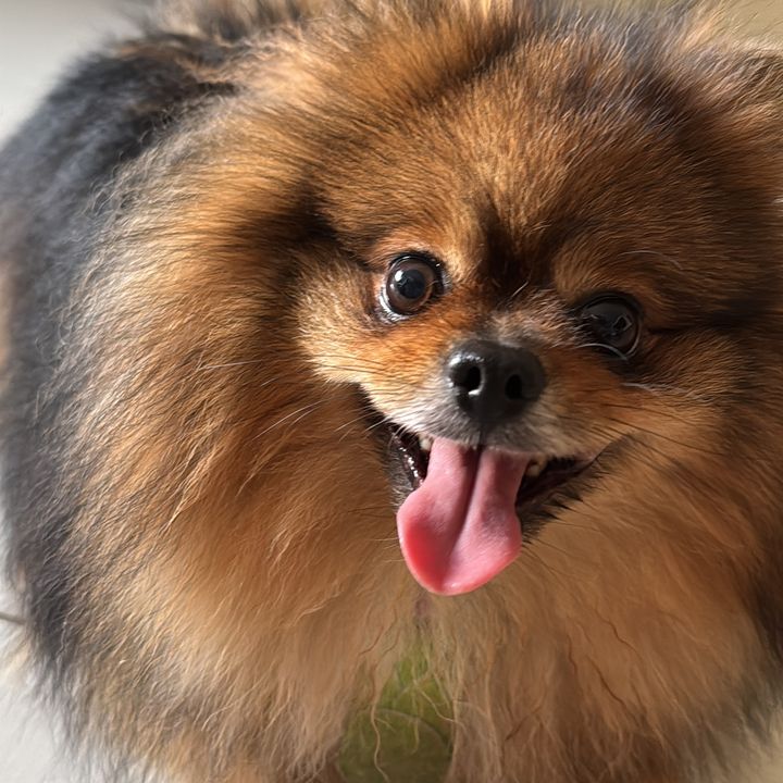 Nick Spitz
