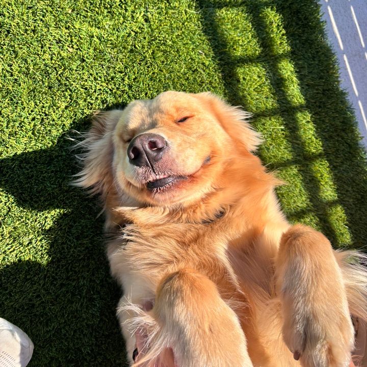 Teddy