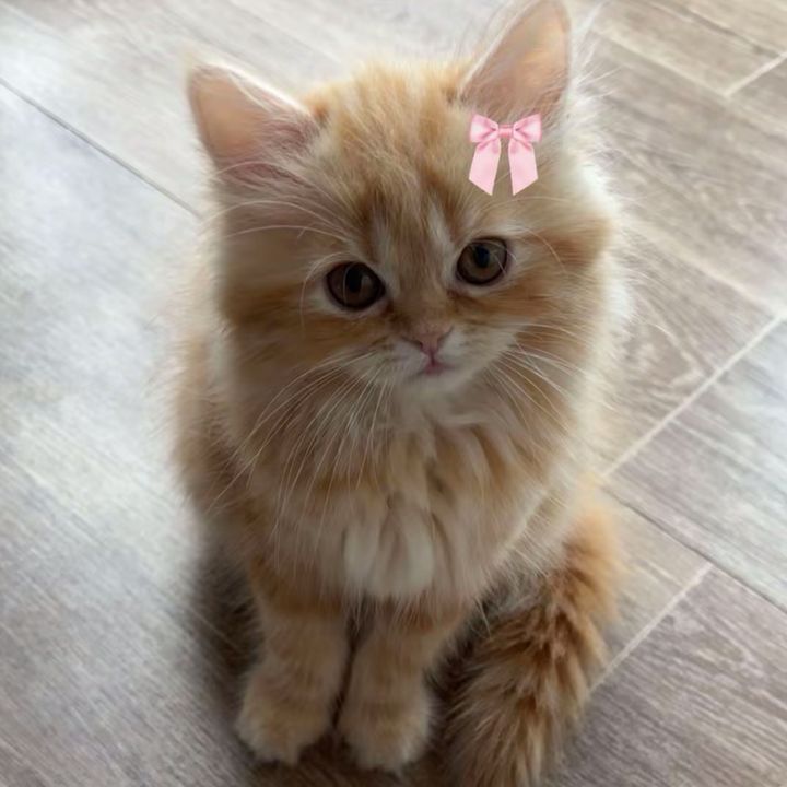 Kitten
