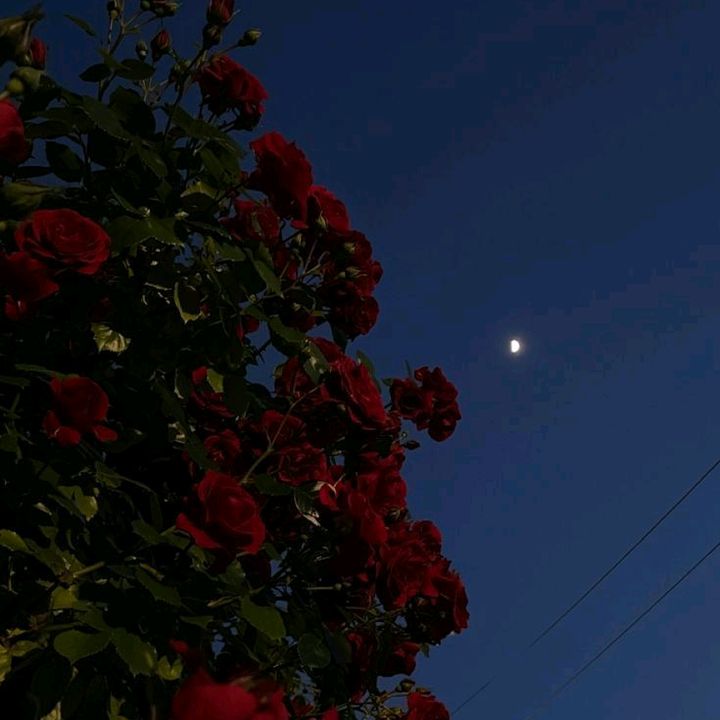 ♥︎♕𝓘𝓷𝓬𝓱𝓲𝓼..._.♕♥︎