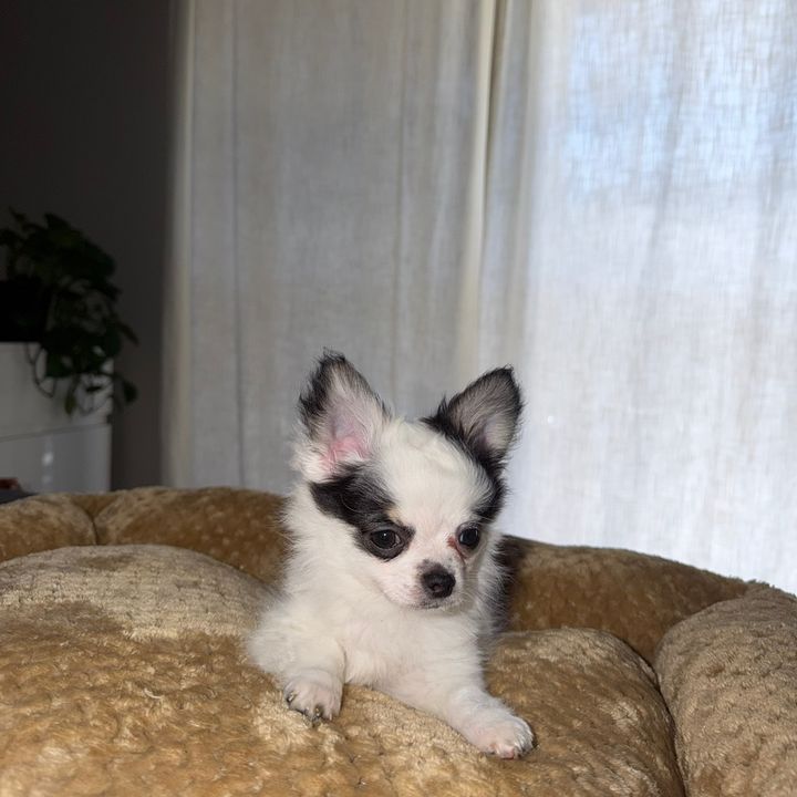 Mr. The Chihuahua