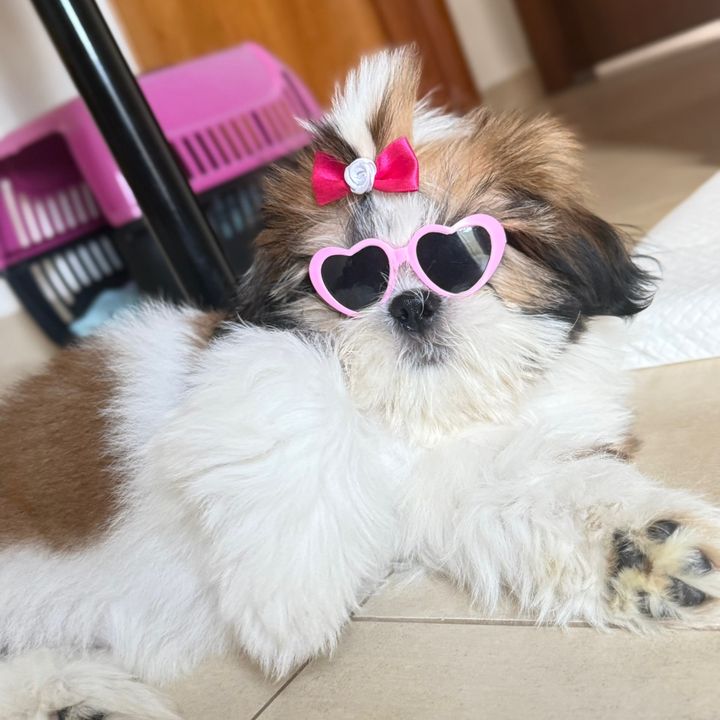Pandora 🐶