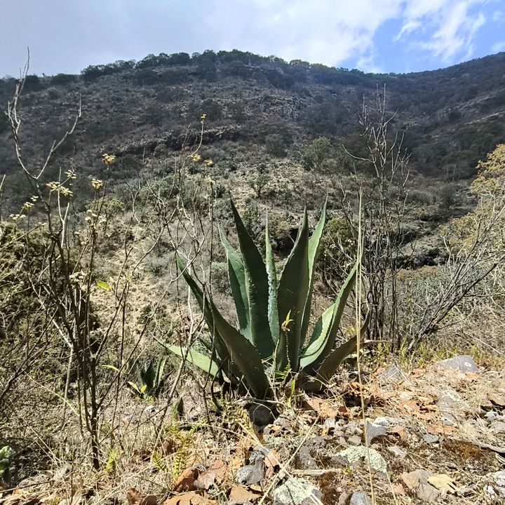 herbolaria