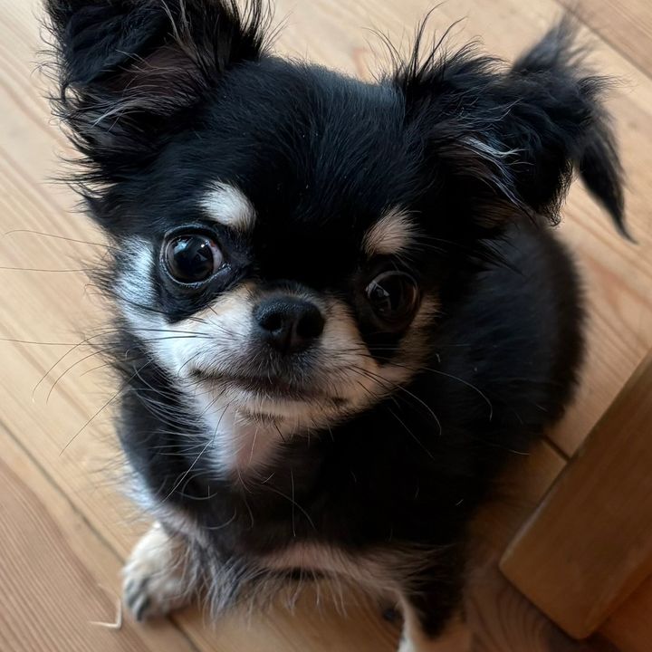 ちぃちゃん🪽🎀