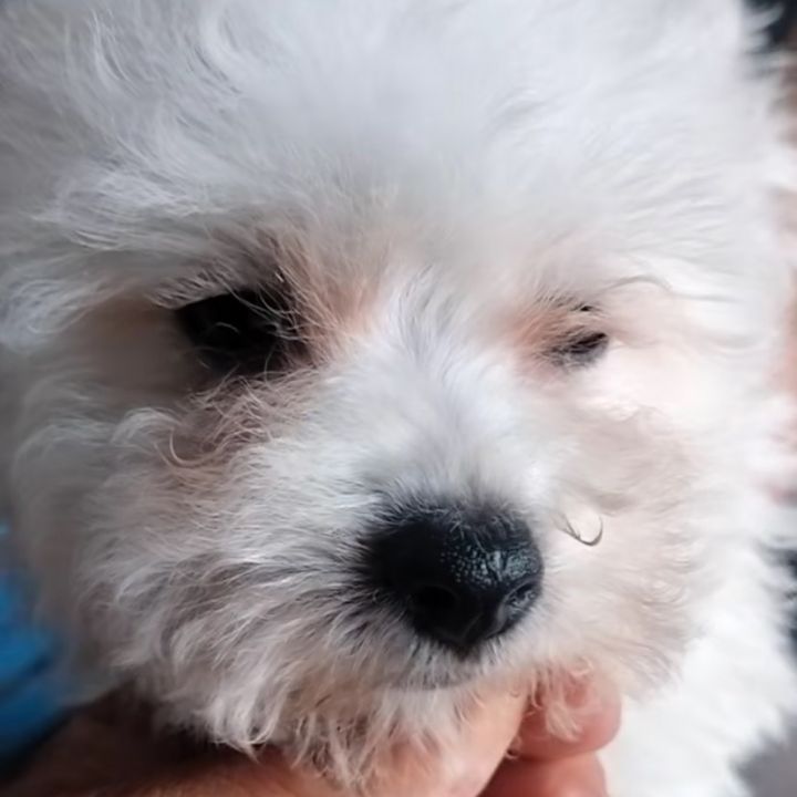 ruboo