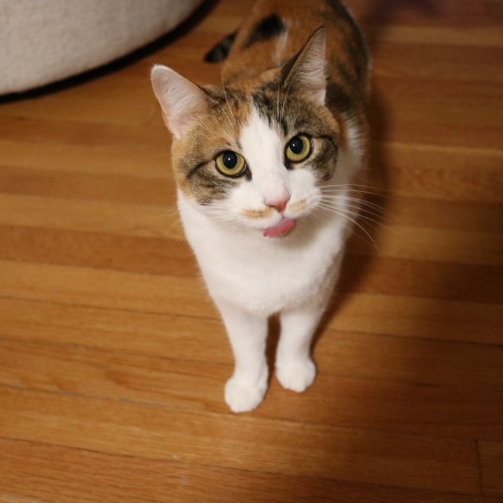 Saylor