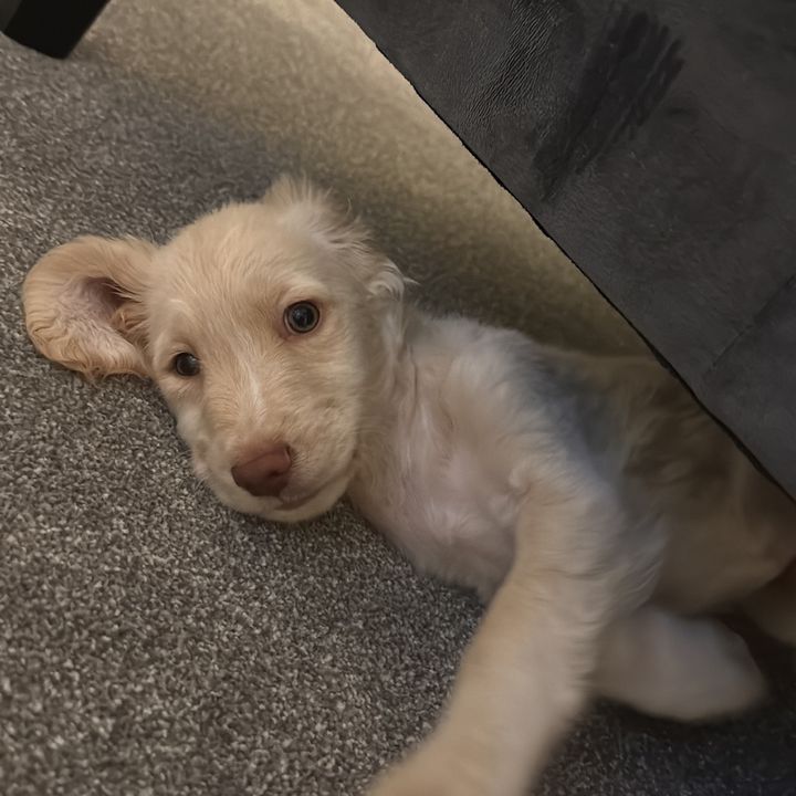 CooperTheSpaniel
