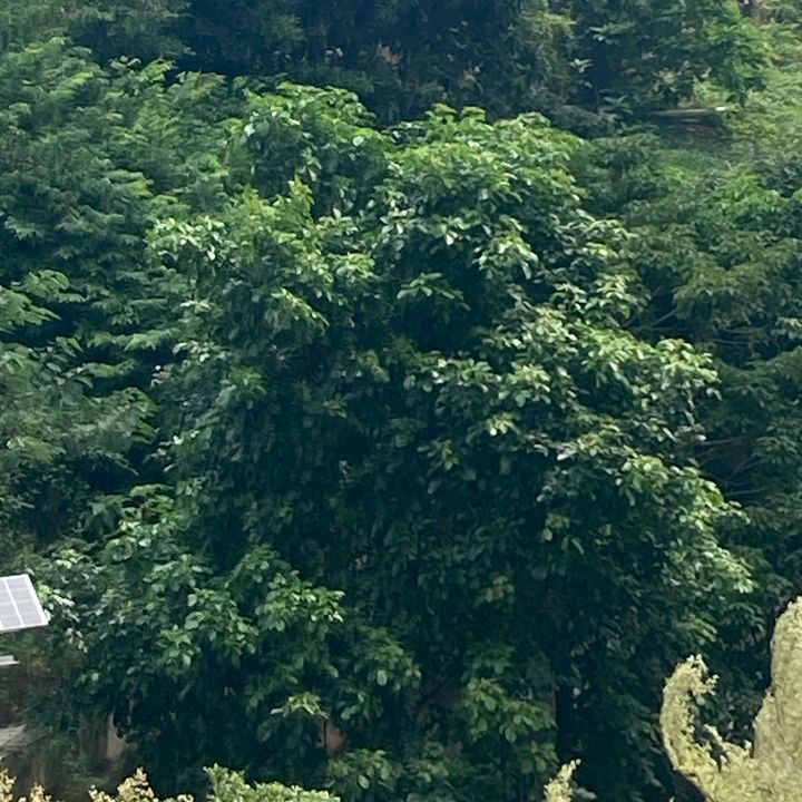 vthhxkaorrj
