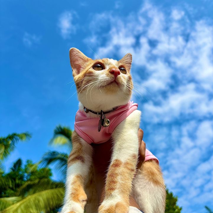 Aku Leon 🐾